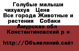 Голубые малыши чихуахуа › Цена ­ 25 000 - Все города Животные и растения » Собаки   . Амурская обл.,Константиновский р-н